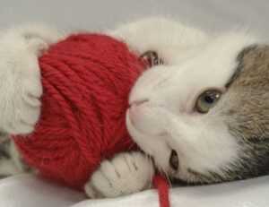 llblogpet advice for fish