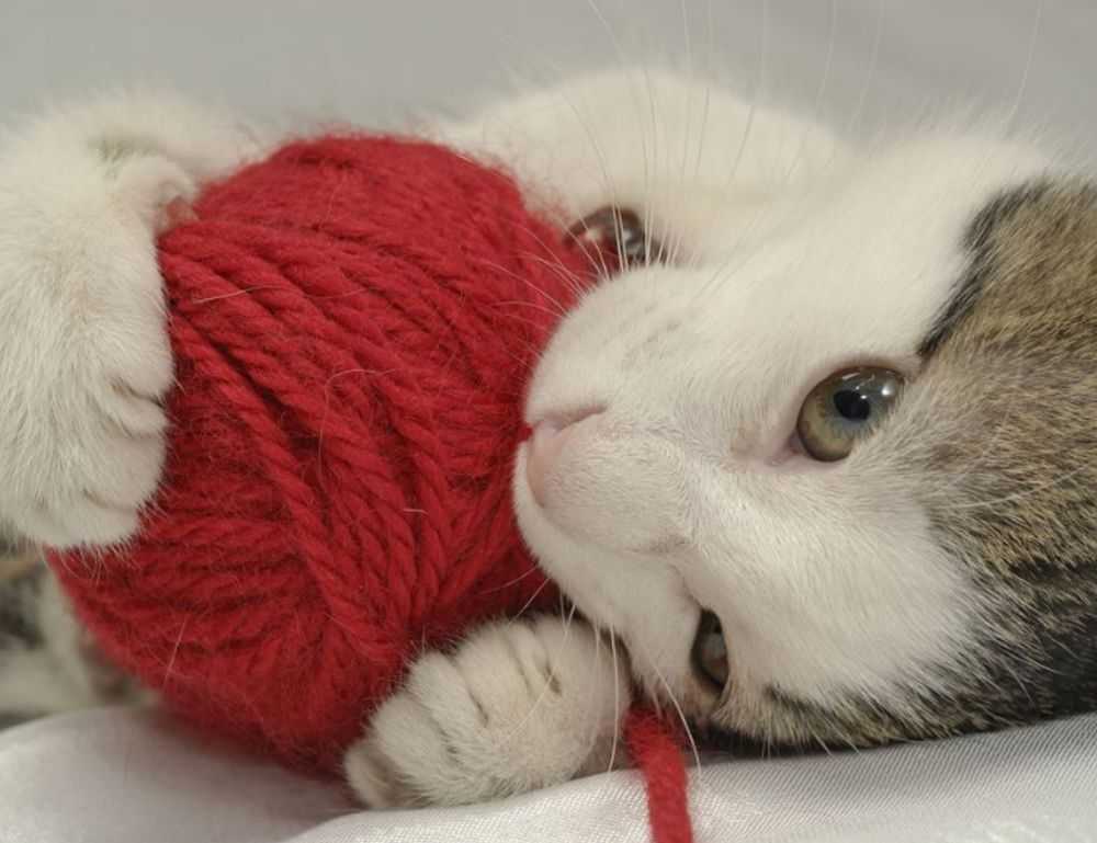 llblogpet advice for fish