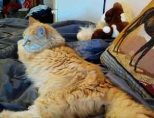 lwmfpets advice by lookwhatmomfound