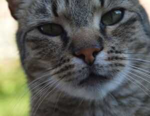 lwmfpets indoor pets