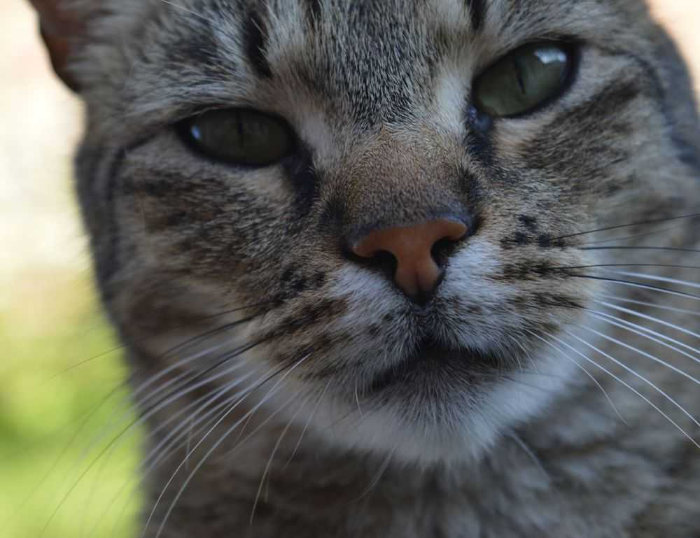 lwmfpets indoor pets