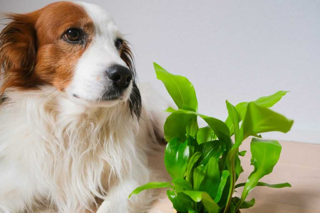natural remedies for pets