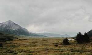 pet advice llblogpet