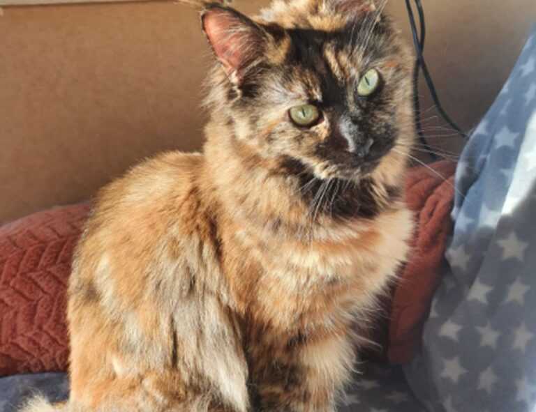 pet guide lwmfpets from lookwhatmomfound