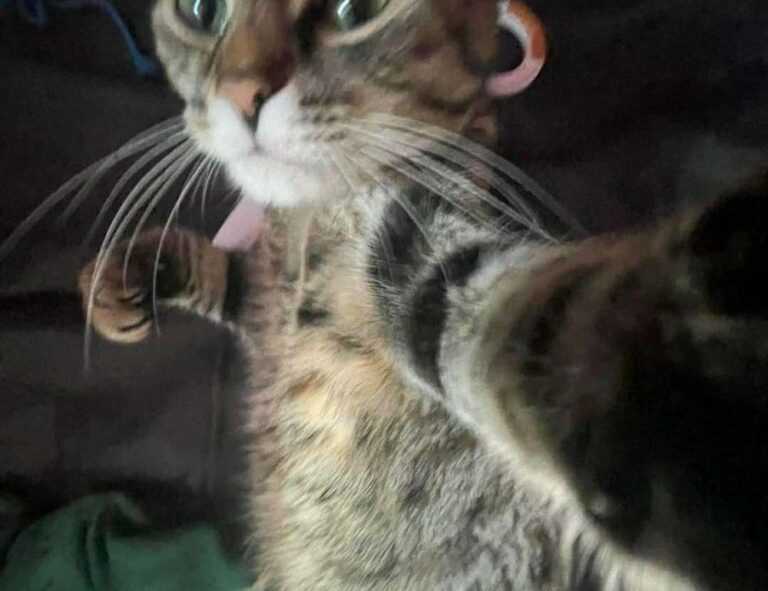 training pets lwmfpets