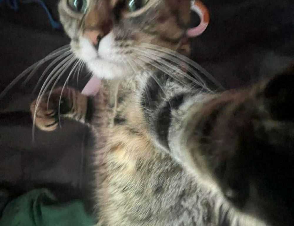 training pets lwmfpets