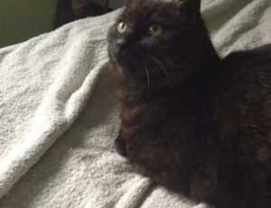 why homiezava hotel so expensive