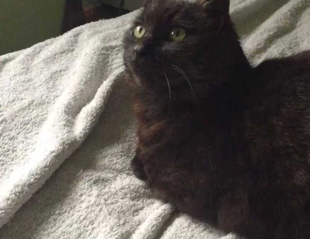 why homiezava hotel so expensive