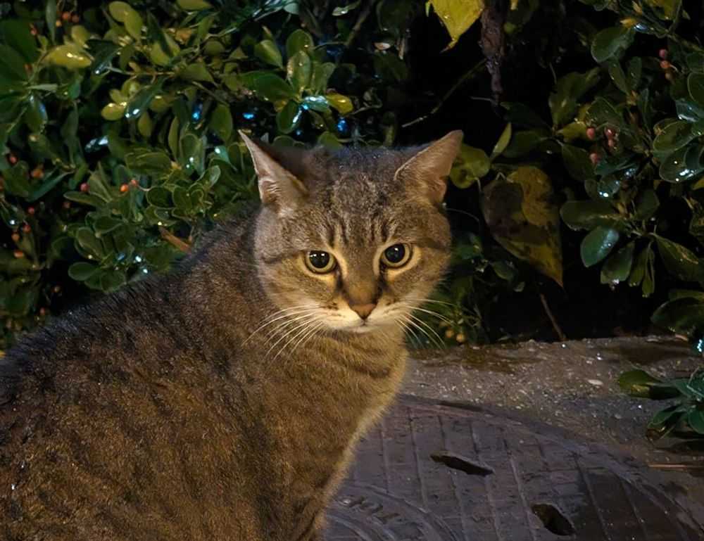 emociones personajes de intensamente para colorear