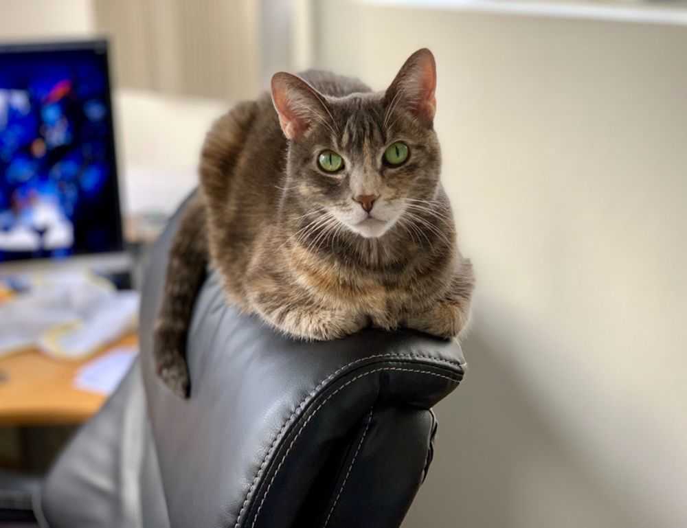 espalda mujeres en traje de baño