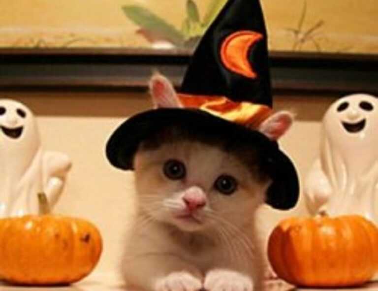 libra hari ini gemintang