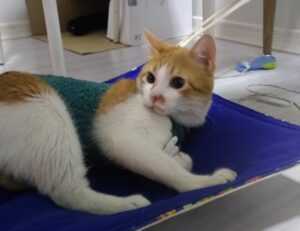 nuevo hijo alfa viejo padre omega tmo