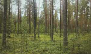 yali capkini capitulo 32 en español tokyvideo completo