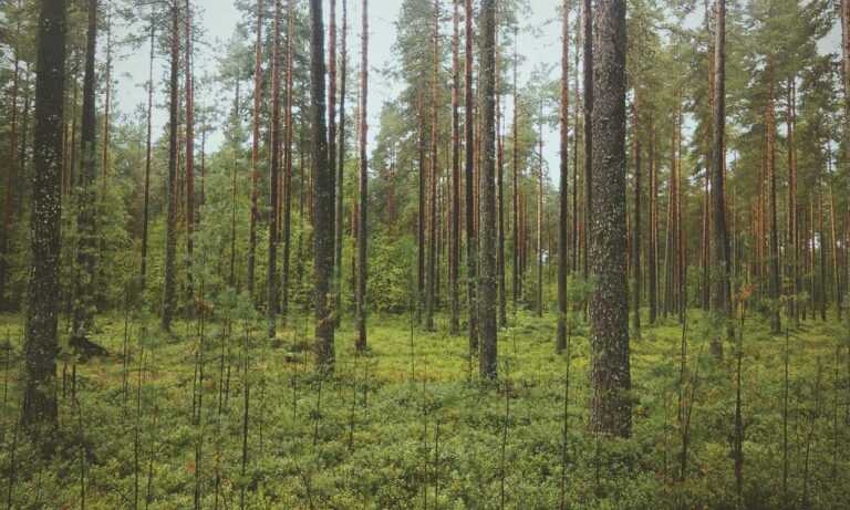 yali capkini capitulo 32 en español tokyvideo completo