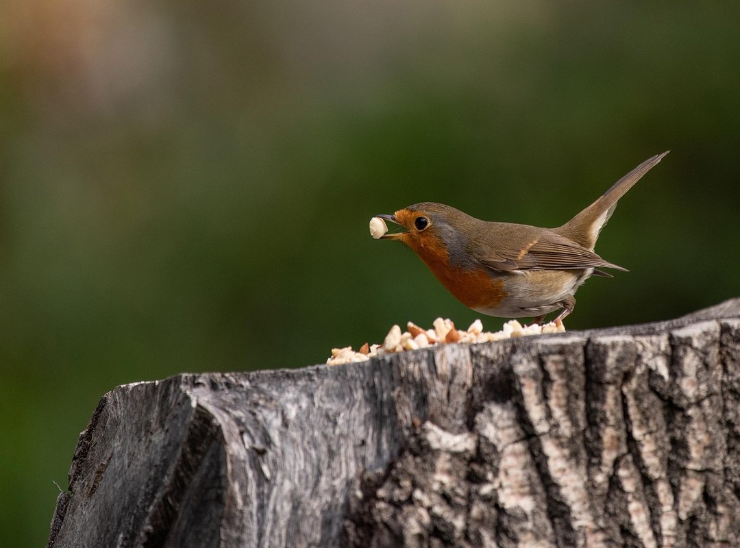 Pet Guide Lwmfpets From Lookwhatmomfound